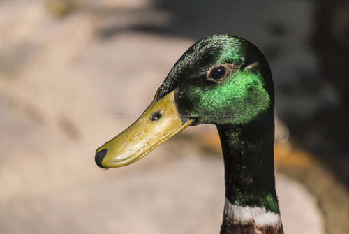 DSC03542.jpg DSC03542.jpg