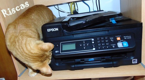 gatos-e-impressoras3.JPG