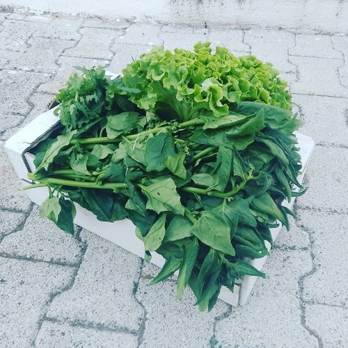 13267811_709311465875284_7799471312427384732_n.jpg 13267811_709311465875284_7799471312427384732_n.jpg