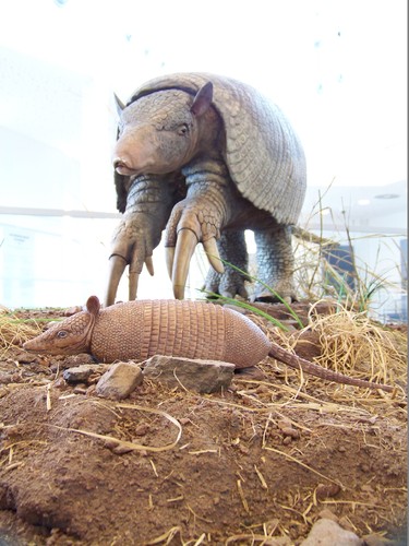 Cópia de 100_6243.JPG