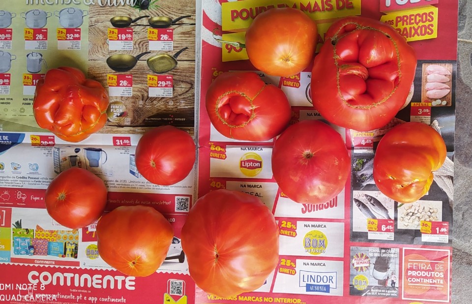 Tomates.jpg Tomates.jpg