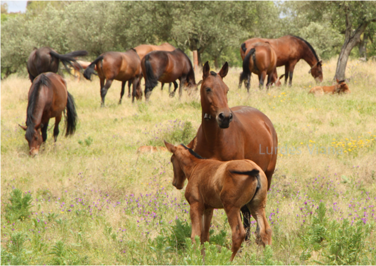 Éguas_soltas.png