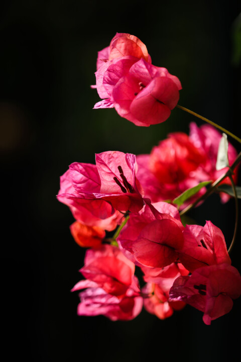 estufa fria dezembro 14 b.jpg