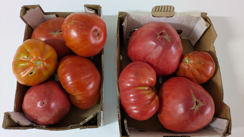 Imagem WhatsApp 2025-09-22 às 18.35.44_720e7add.j