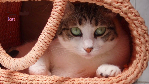 Sem Título.png Sem Título.png