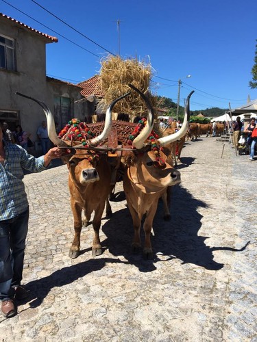 Padornelo Feira dos Tojais w.jpg Padornelo Feira dos Tojais w.jpg