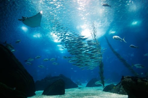 oceanario