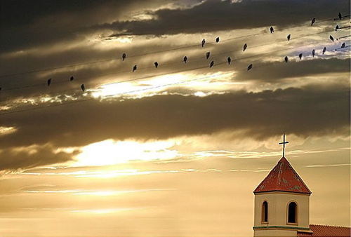 últimas andorinhas.png