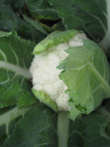 IMG_4031.jpg IMG_4031.jpg