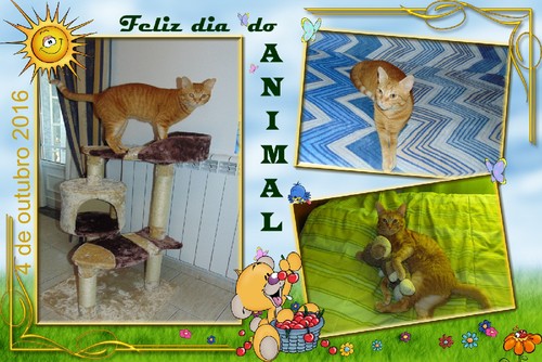 animaldia4outubro.jpg