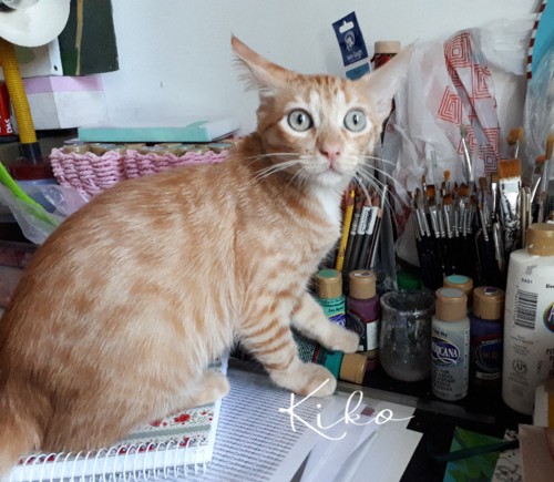 Kiko.jpg
