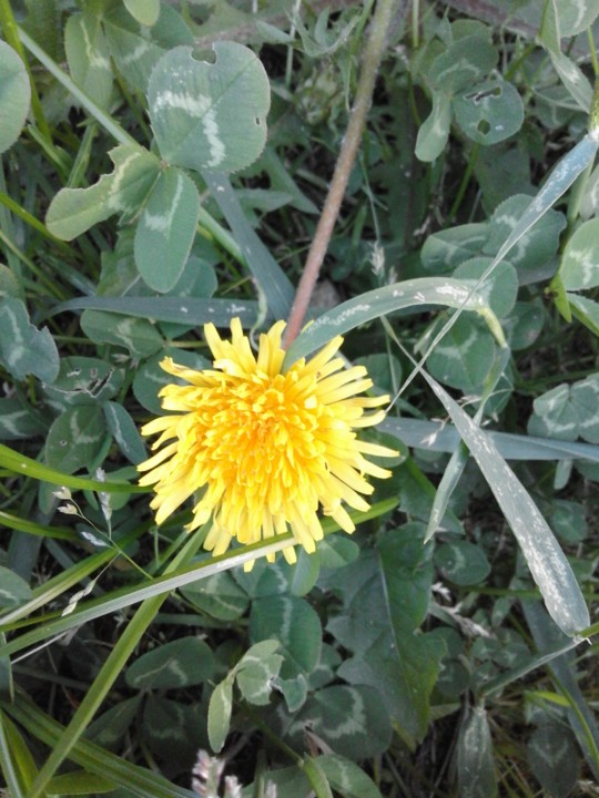 Flor. Foto original. 2019. 05. jpg