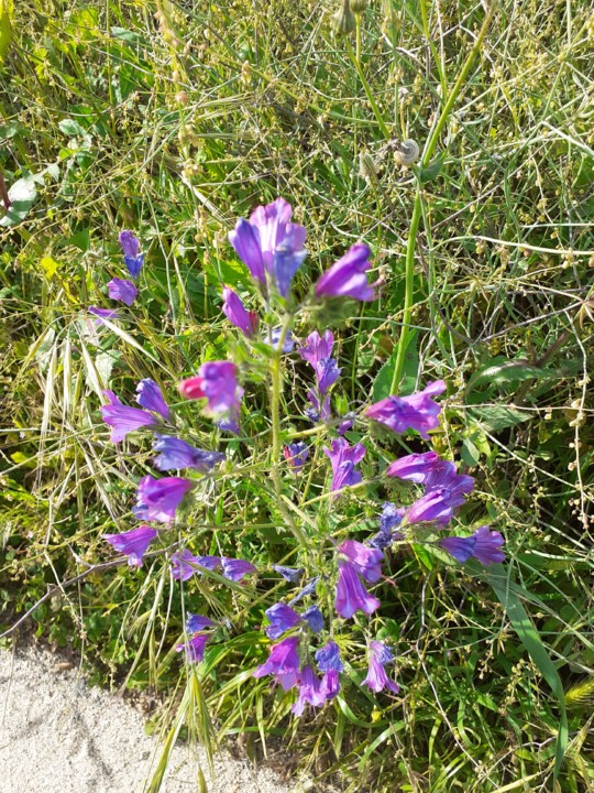 Flor do Soajo. Foto Original. 2021.05.02.jpg