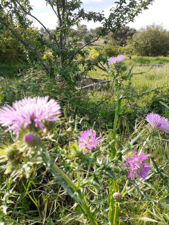 Cardos no Caminho do Vale. Foto original.2021.05. jpg