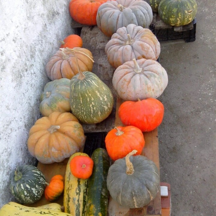 337135699_175328865311674_3811171778240448655_n.jp