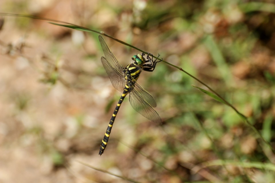 libelula_anelada 3.jpg