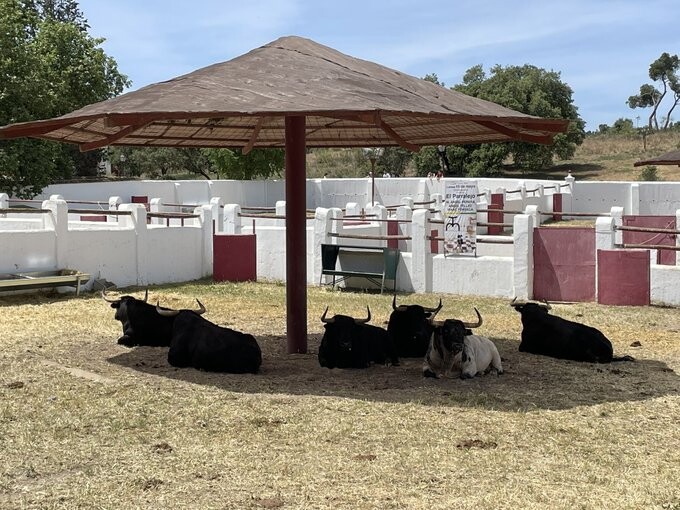 Toiros de El Parralejo para Isidrada 2023.jpeg