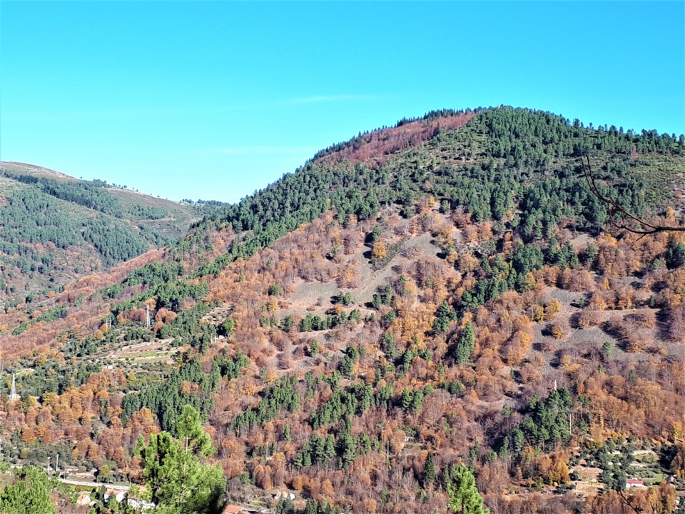 MONTE FAIAS.jpg