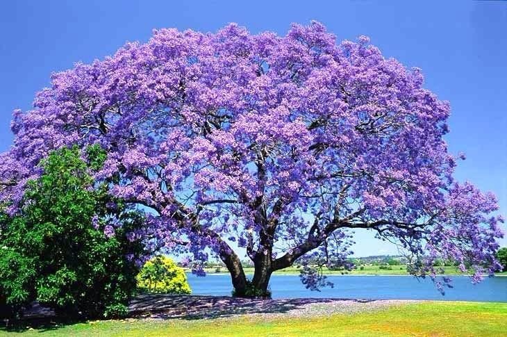 jacaranda.jpg