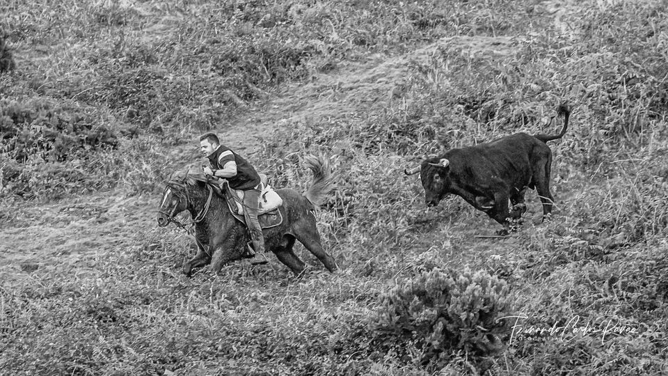 Autor Fernando Pavão