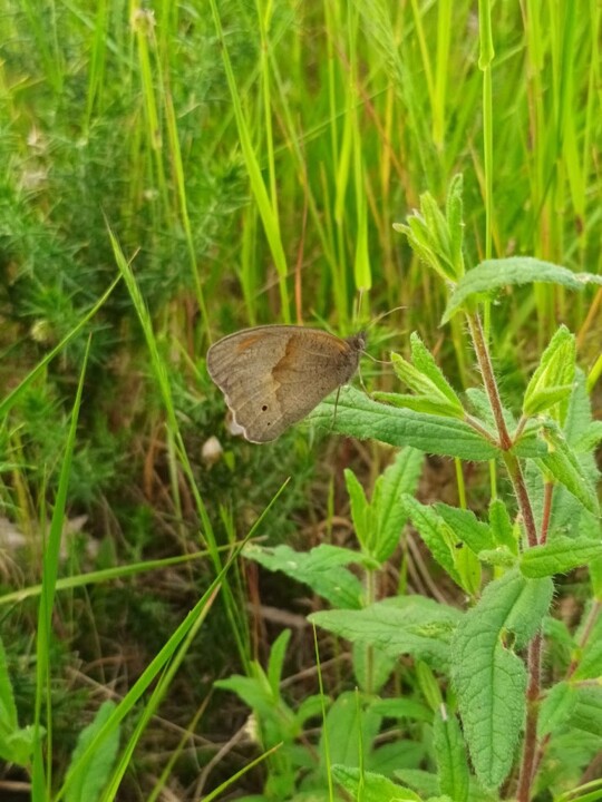 Não me canso disto borboleta.jpg