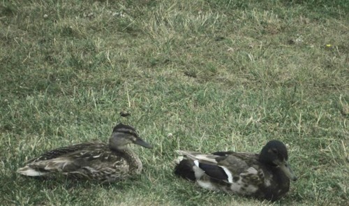 33154439_1652205231561442_4606626585607405568_n.jp 33154439_1652205231561442_4606626585607405568_n.jp