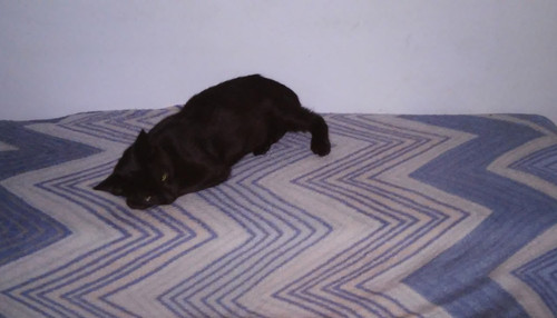 felino.jpg felino.jpg