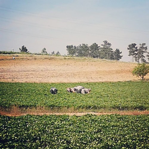 35242742_1113557342117359_6807447619980230656_n.jp