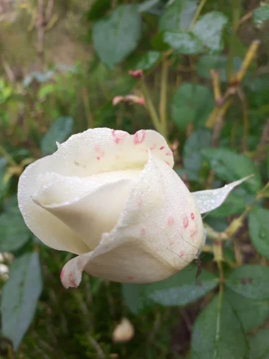 Rosa branca matizada. Foto original. 2021.11.30.jpg