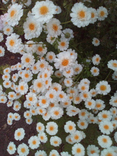 Foto Original DAPL 2016.jpg