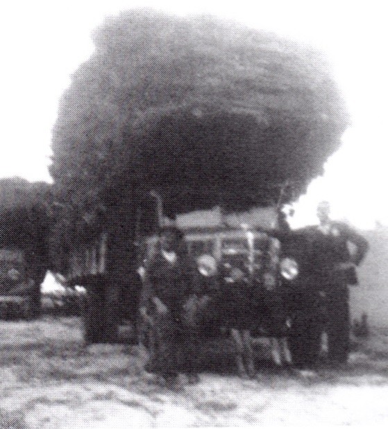 Duas Carradas de Pinho 1947.jpg