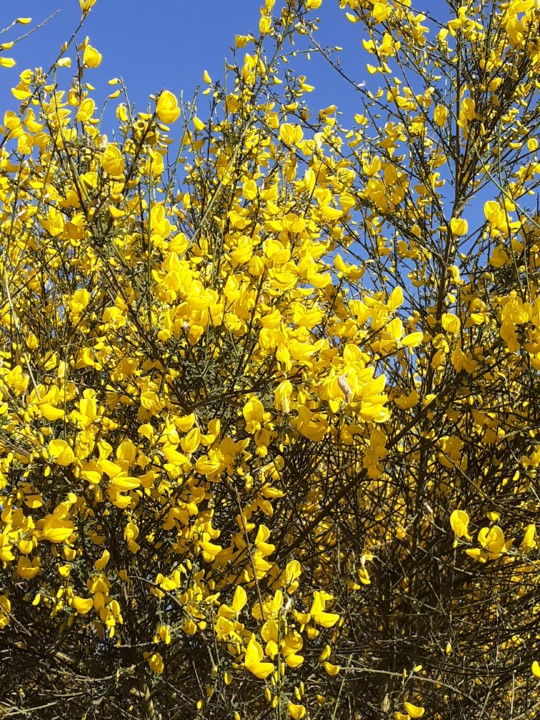 Giesta amarela. Foto original. 2022.04.14.jpg