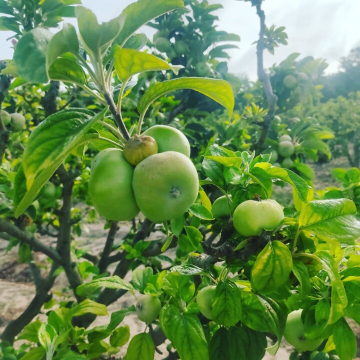 505472615_18483560962066958_874883019437010084_n.j