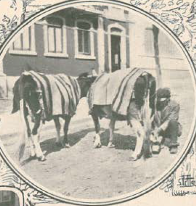 vacas ambulantes.PNG