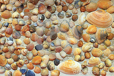 as-conchas-do-mar-coloridas-bonitas-recolheram-na-