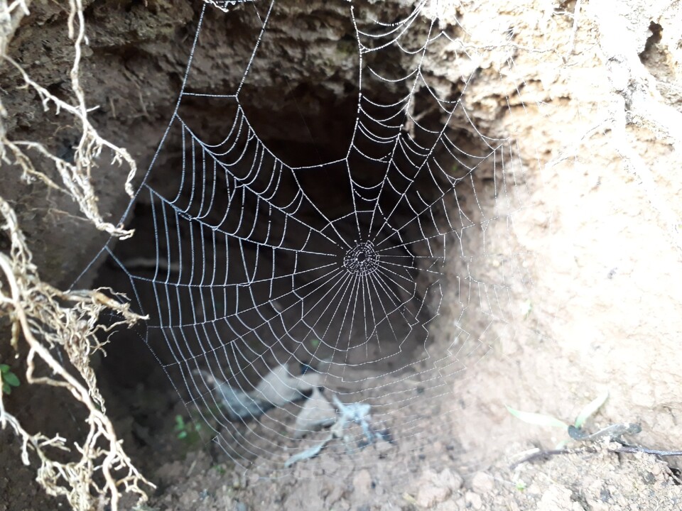 Teia_de_aranha_em_buraco.jpg