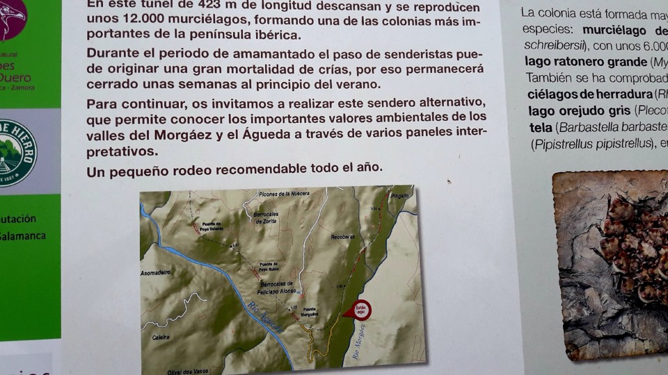 Informação_Morcegos.jpg Informação_Morcegos.jpg