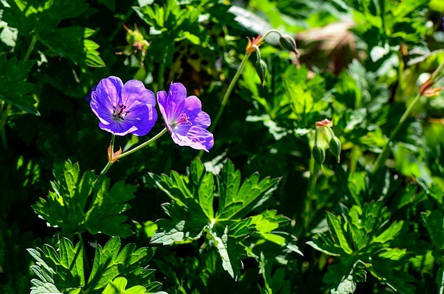 cranesbill-4308727_640.jpg