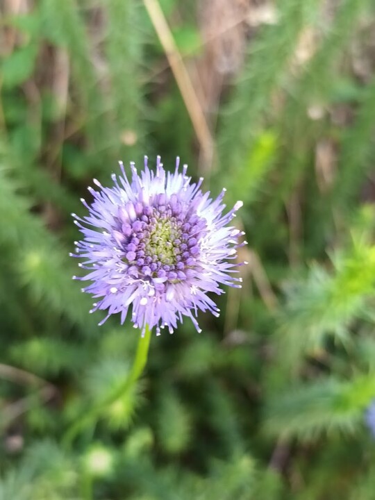 Não me canso disto_flores.jpg