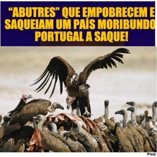 Abutres à portuguesa.jpg