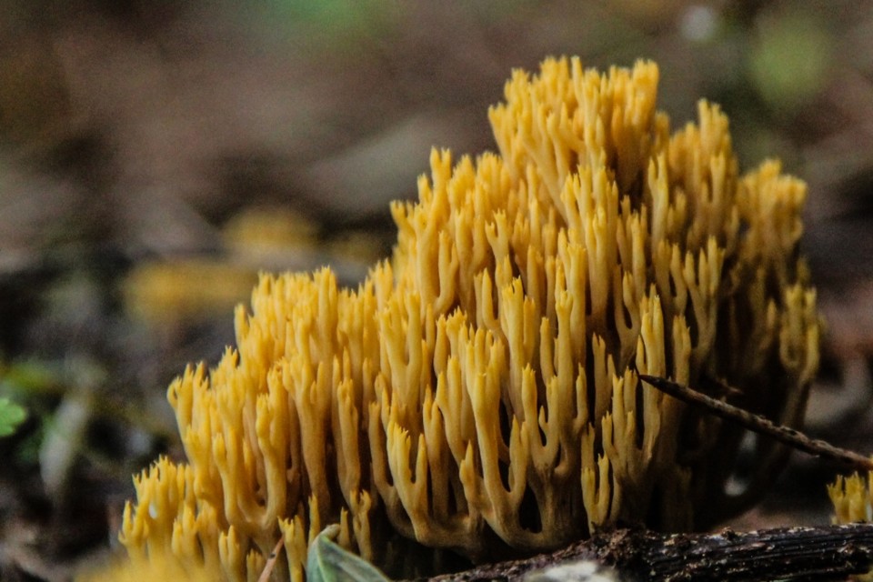 ramaria sp 7.jpg