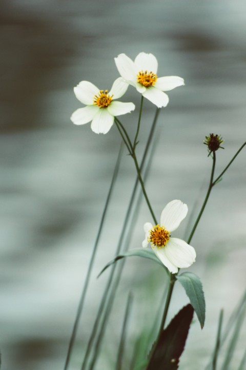 Bidens aurea 12.jpg