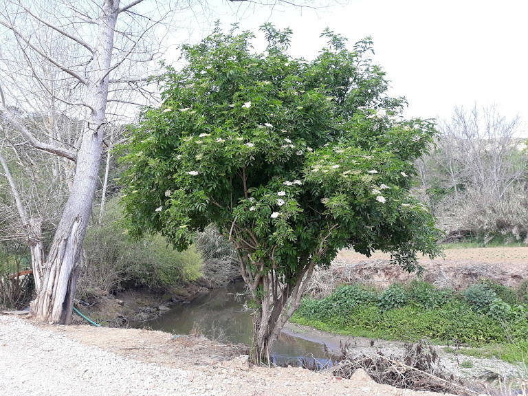 Arvore.jpg Arvore.jpg