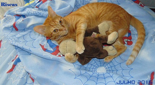 amacacado.JPG amacacado.JPG