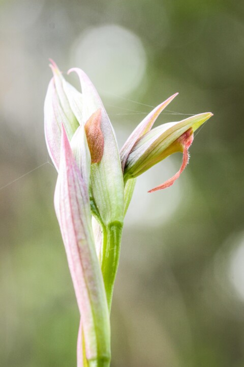 serapias parviflora 6.jpg