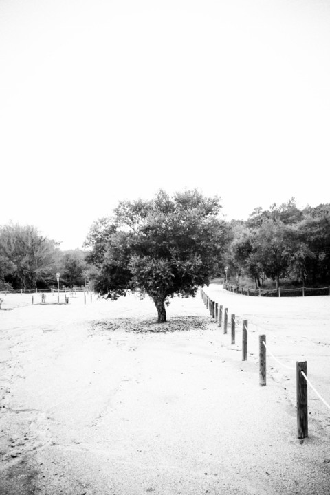 arvore 3.jpg arvore 3.jpg