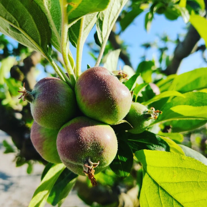 441854994_830305452460200_6878920162958389663_n.jp