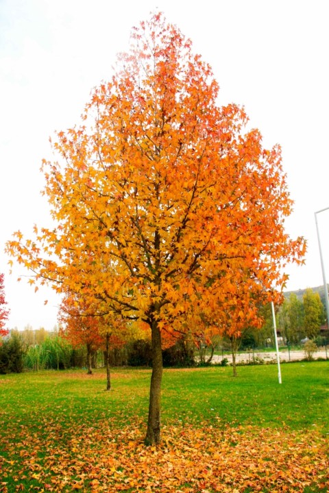 liquidambar 5.jpg