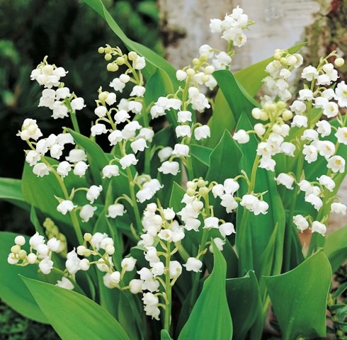 Lily-of-the-valley.jpg
