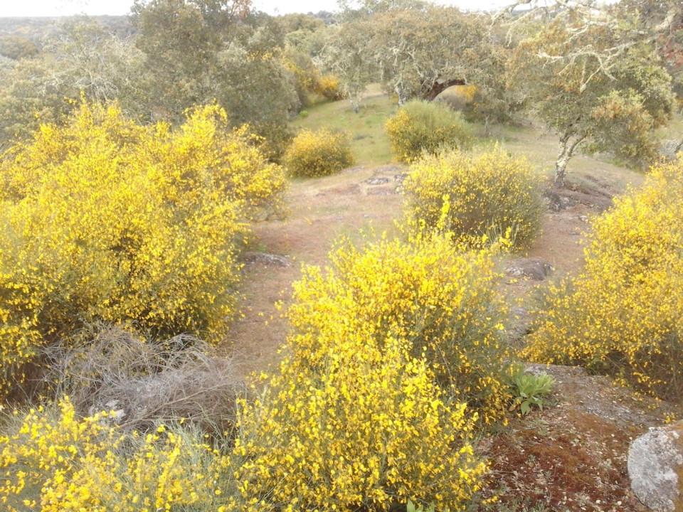 Foto Original. Giestas Floridas. 2019. 04.jpg